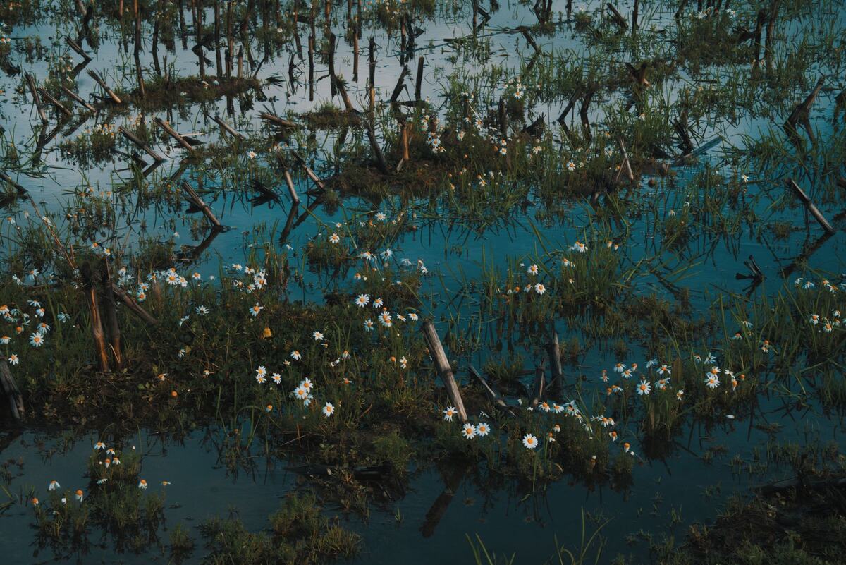 Zone humide fleurie avec des reflets d'eau